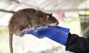   , 3  -  ,    