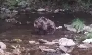    ,        