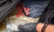 ������ 