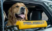 ������ Peugeot ��������� ��������� 
