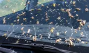 Как да почистите следите от насекоми от предното стъкло и боята