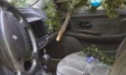 Дървета премазаха семейство в Петрохан