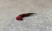 ������ ������ �100: ��� ������� ���� � ��� � � ������� � ������