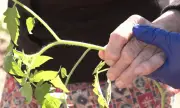 ������  ��������� ���� �� ��� � �������� ��������� ��������� ����������� �������