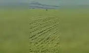   :             