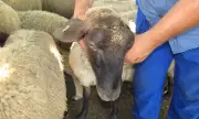 Огнище на шарка по овце в стопанство в с. Капитан Андреево