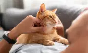 Котките също страдат от деменция