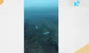 ������ ������� �������� �� ������ ������� ���� ���������
