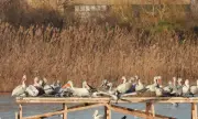 Пожар в защитена местност край Тутракан 