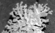 Марсоходът Curiosity откри „корал“ на Марс на милиарди години