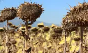 Реколтата от слънчогледи лоша, заради сушата