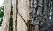 ������ ������ ��� ������� ����� � ������ ���� �������