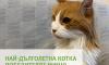 Ето я най-дълголетната котка в България
