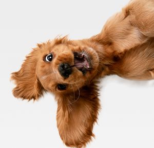 Любопитен куиз: Познайте породата на кучето